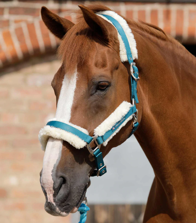 Premier Equine Techno Wool Lined Head Collar | Elite Saddlery