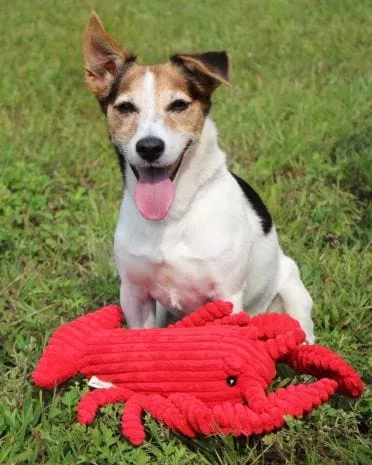 Tall Tails Crunch Lobster Toy for Dogs